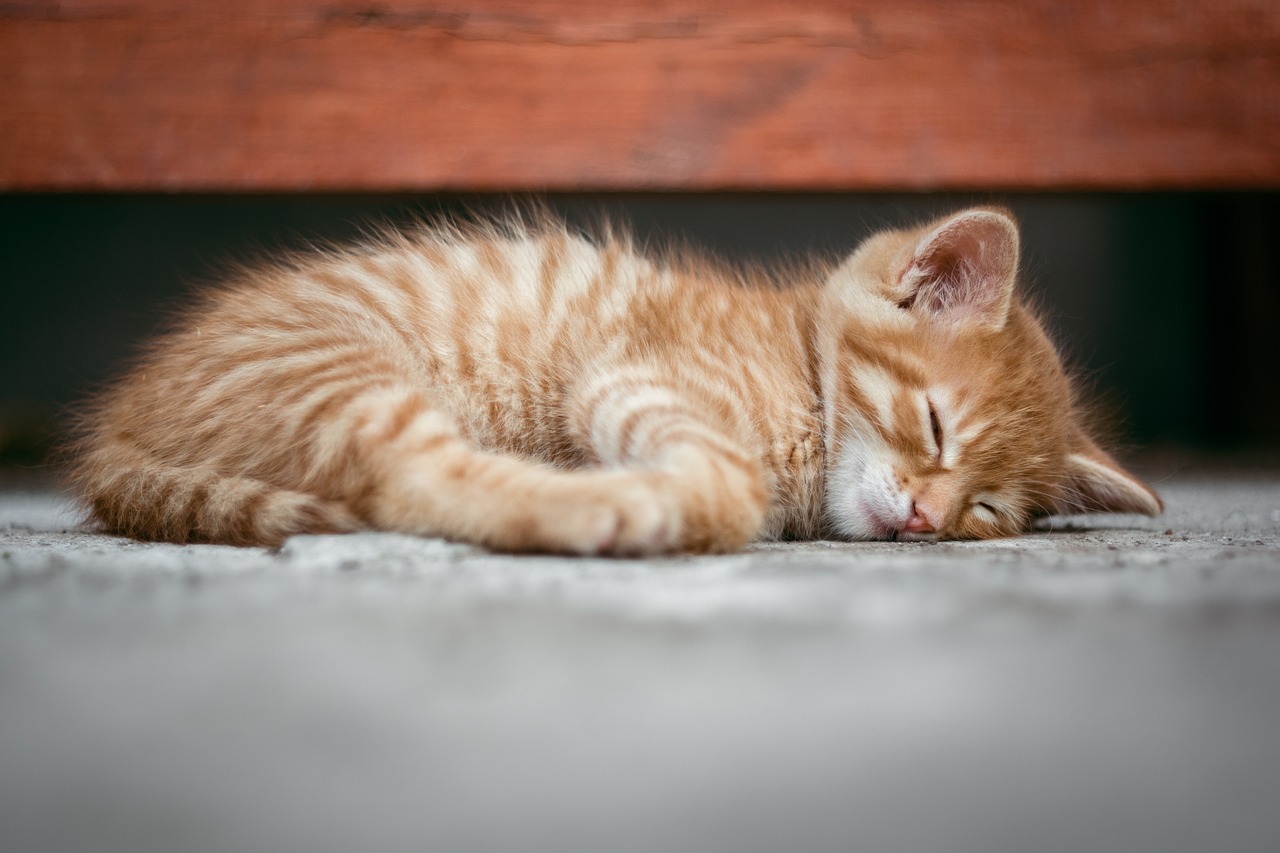 Understanding the Gentle Nature of the Tonkinese